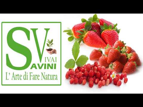 Video: Piante di fragole della zona 8 - Scegliere le fragole per i giardini della zona 8