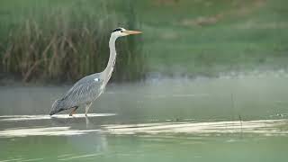 Stârcul cenușiu (Ardea cinerea)