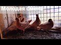 ГОЛУБИ Молодёжь когда гонять.DOVES Youth when to drive