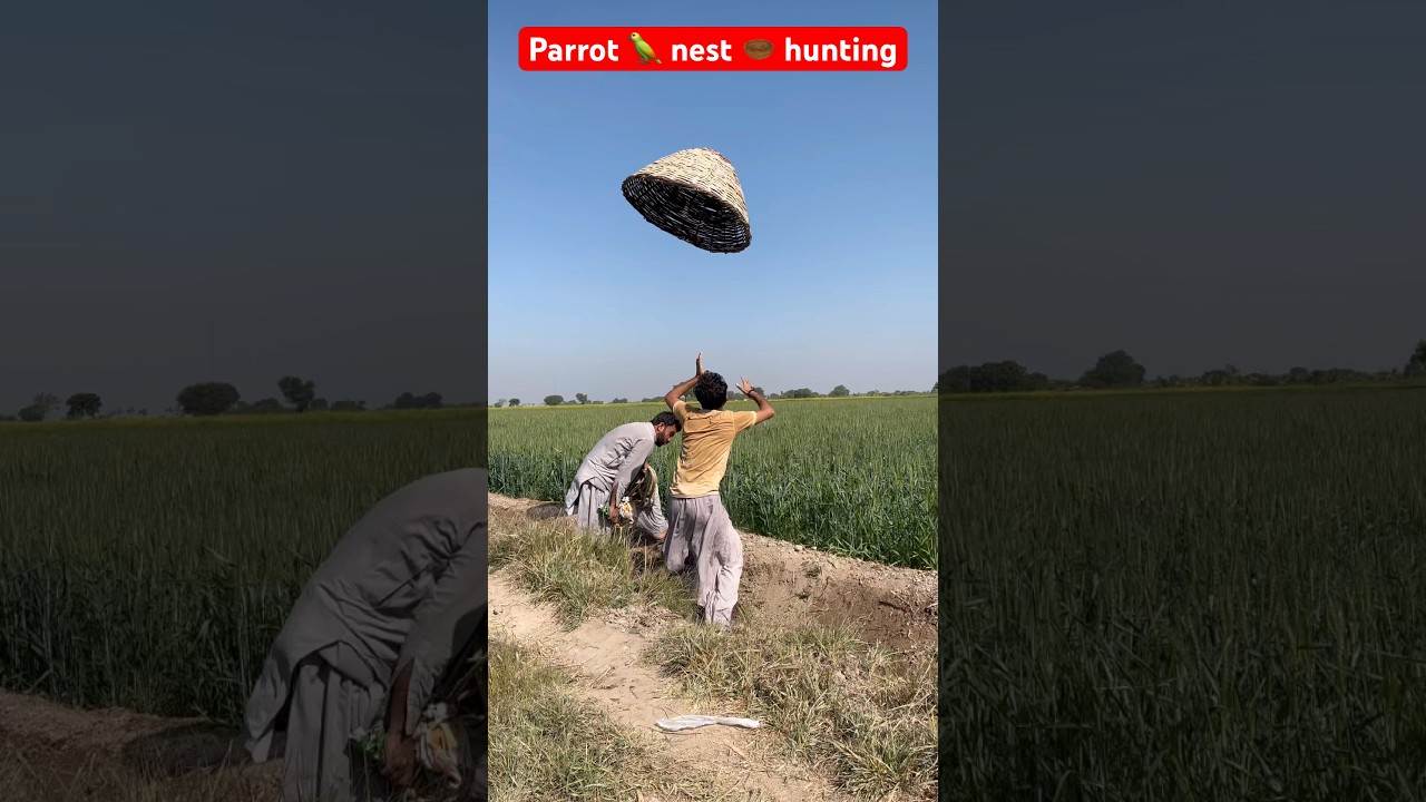Parrot 🦜 nest 🪹 hunting 