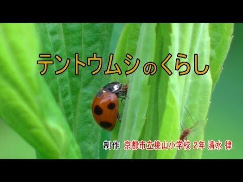 全国こども科学映像祭受賞作品　(95)H28年度第15回優秀作品賞小学生部門『テントウムシのくらし』