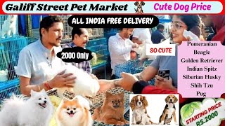 Galiff Street Pet Market | Cute Dog Price |Pomeranian dog price in India | Cheapest dog market #cute