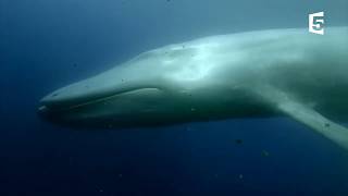 Синий кит, вымирающий гигант