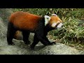 2021/10/03【よこはまズーラシア】まめたろう(♂)❸⇒Red Panda &quot;Mame-taro&quot;-Yokohama Zoorasia(In Oct of 2021)