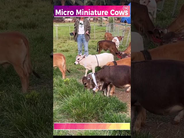 Cute cows  #viral  #india #animals #minicow #reels #love #tgrowth #miniaturecow #smallcow