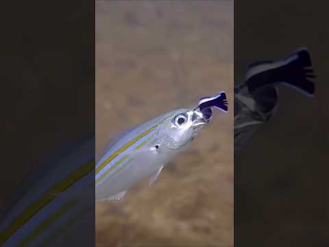 كن سببا في عدم سماع الاغاني