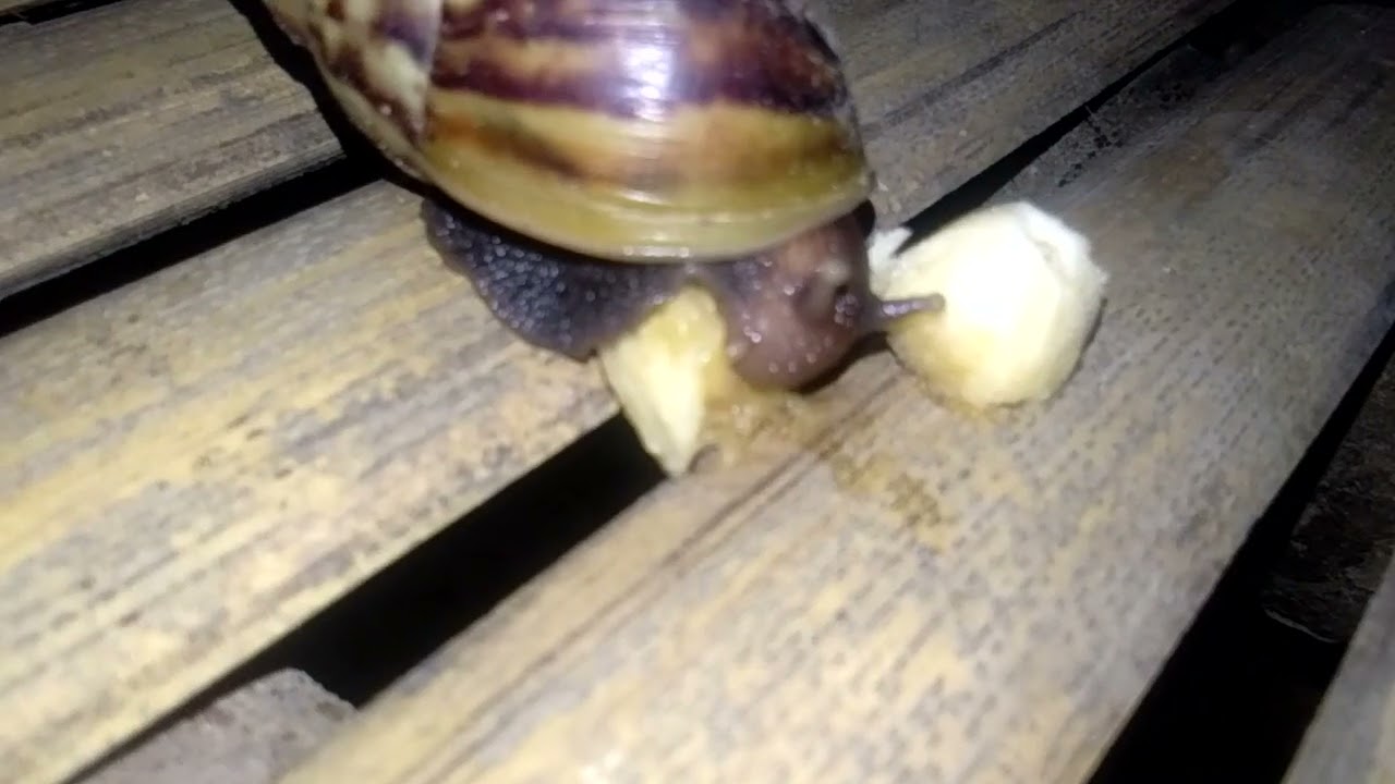 Snail eat banana YouTube