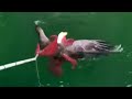 Giant Octopus and Bald Eagle Wrestle in the Water