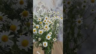 ромашки