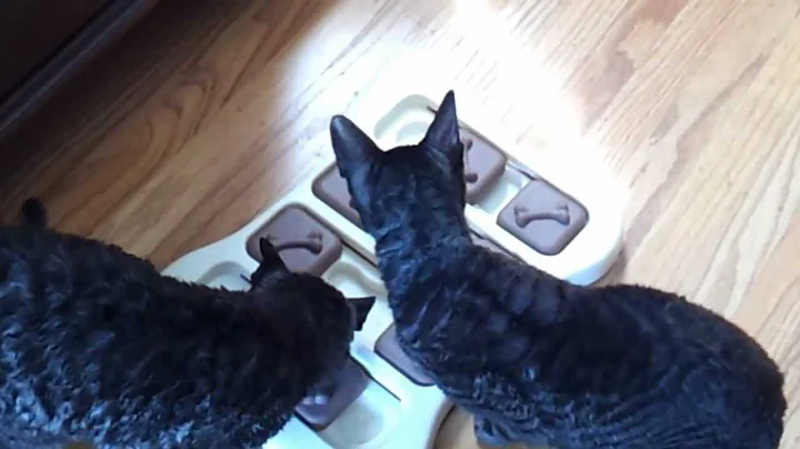 Watch the video about Cornish Rex Kitties Find Whole Life Venison Treats