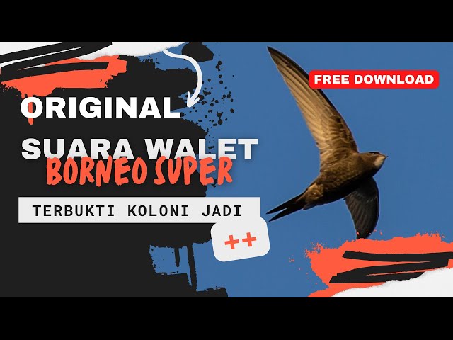 SUARA PANGGIL WALET BORNEO SUPER | FREE DOWNLOAD class=