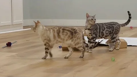 Video 11822861: snow lynx bengal, gorgeous silver bengal, wild kitty, cat playing