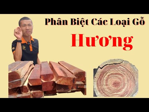 Phân Tích và cách Nhận Biết Các Dòng gỗ Hương – Tránh Mất Tiền Oan mới 2023