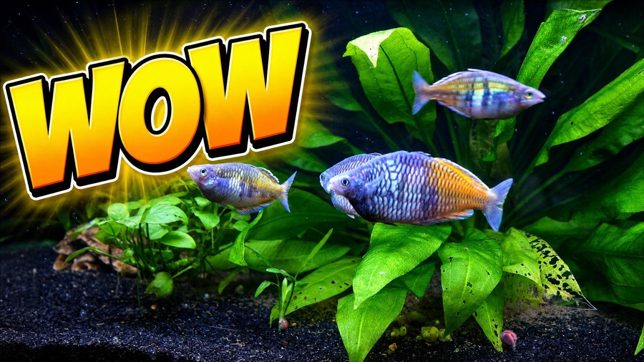 Let's Check out Geoff's Awesome Fish Room of Amazing Rainbowfish, Unique species and More!