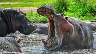 Katavi: The Hidden Garden of Eden