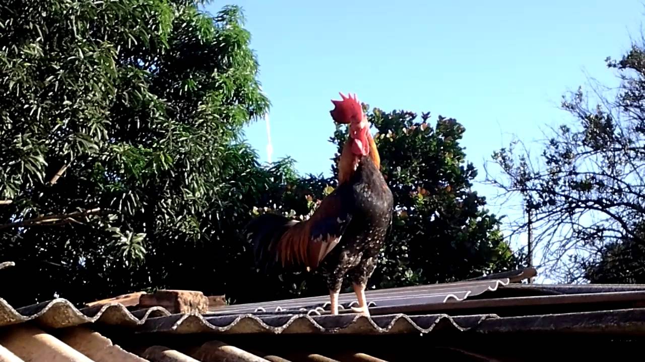 Quando O Galo Canta Fora De Hora O Que Significa