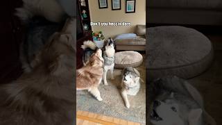 Heccin Karen Ruinin Their Lives 😤 #shorts #shortsvideo #husky #howlingdog #huskydog #funnydog #dog Resimi