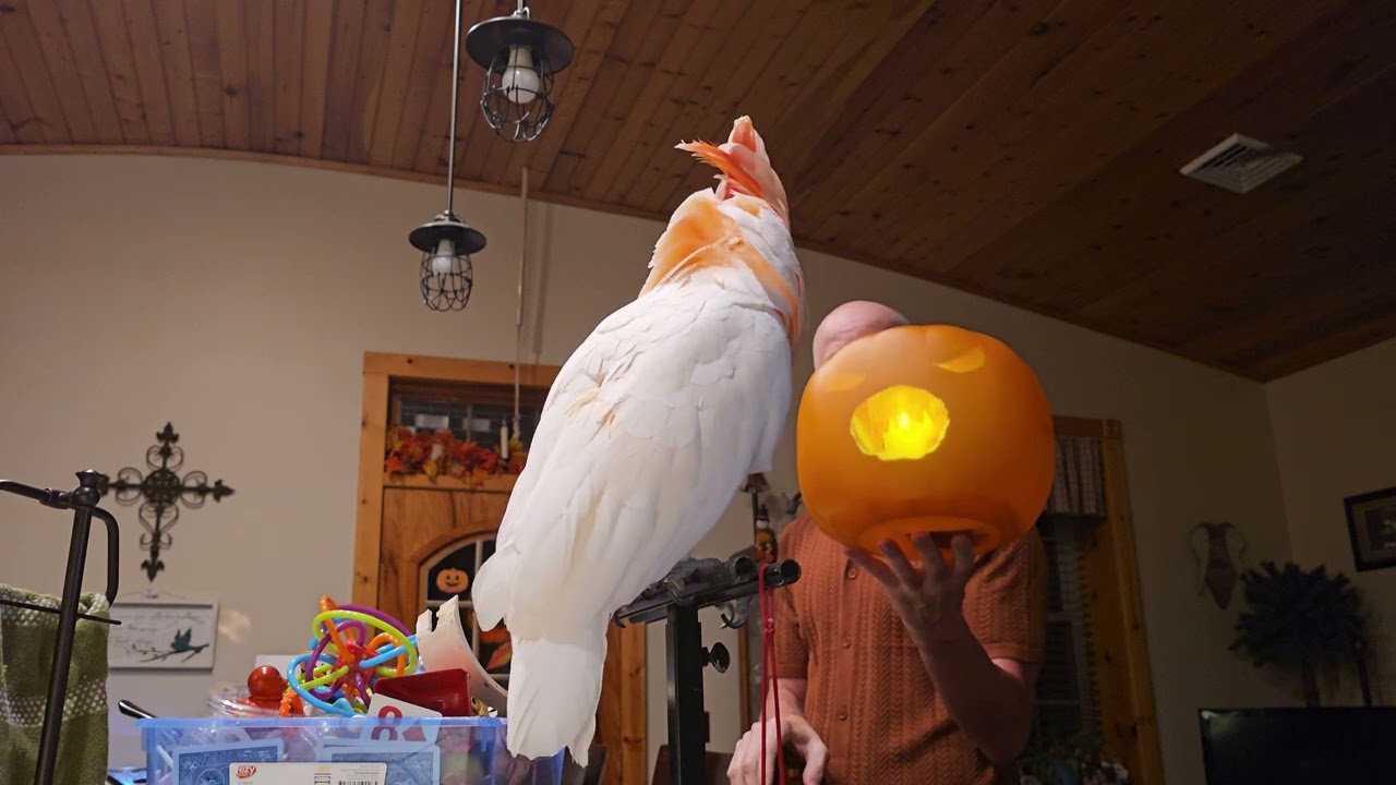 Какаду и электронная тыква 🎃?