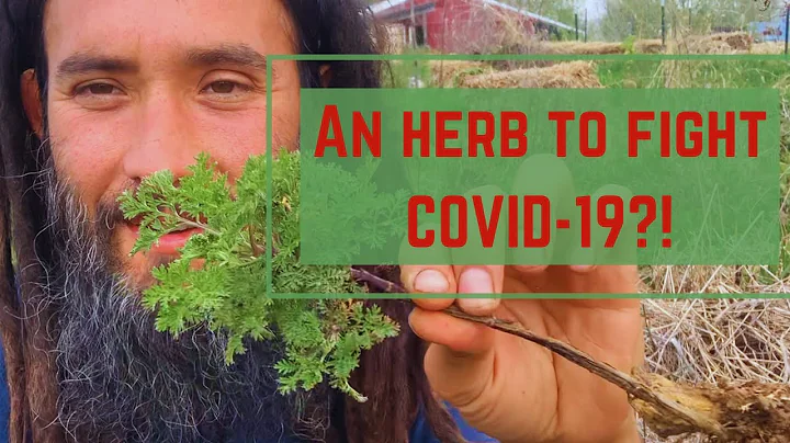 An herbal ally for viral infections: Sweet Annie/ ...