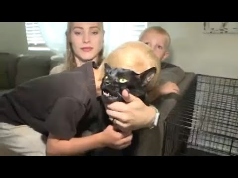 Cat returned to