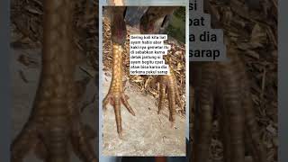 Download Lagu kaki ayam gemetar saat di abar #ayamjago #ayamtangkas MP3