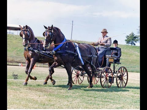 Video: Morgan Horse Breed Ipoallergenico, Salute E Durata Della Vita