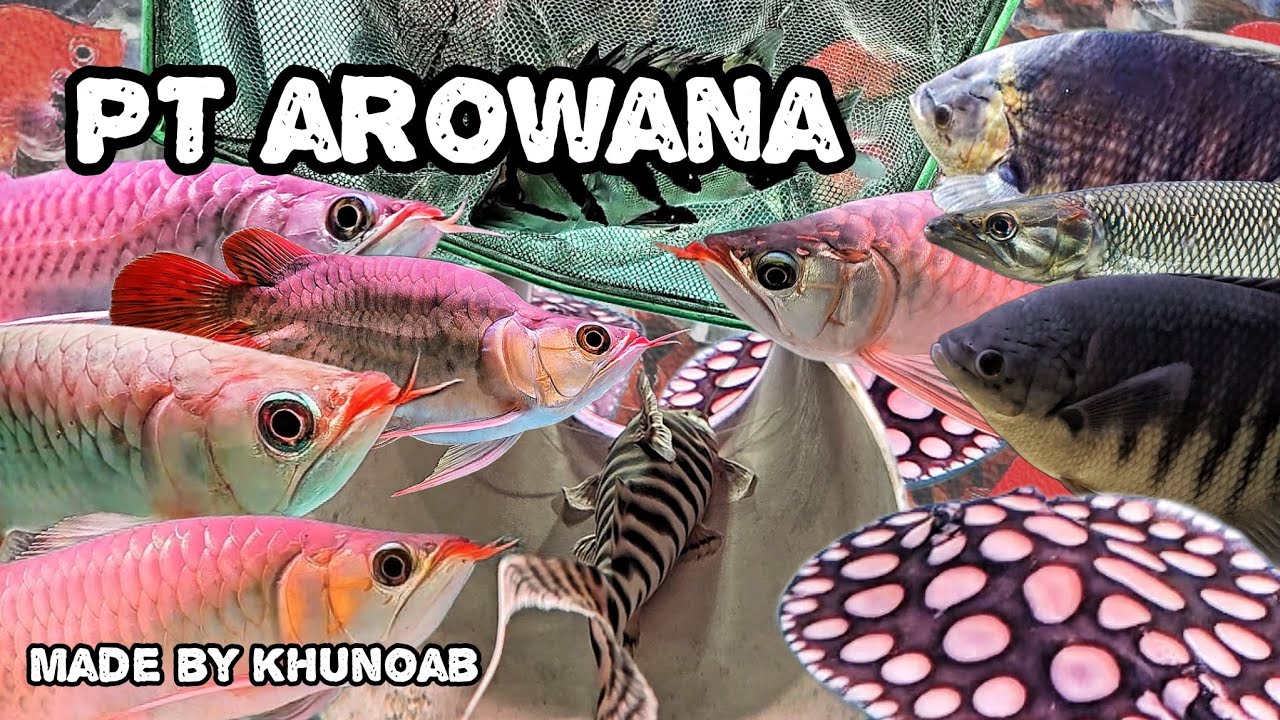 PT Arowana ❤️ | กระเบนจุดโต ๆ หมูอินโดยักษ์จับต้องได้ต้องที่นี่ !!