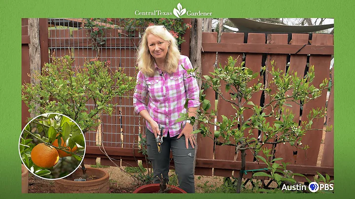 Top Tips to Grow Citrus: Heather Kendall