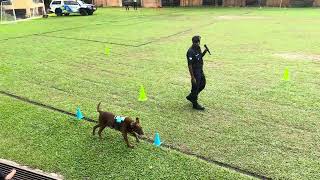 A K9 performance demonstration