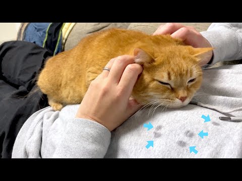 よだれで星座を描こうとする猫