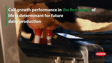 Benefits of live yeast in dairy cow