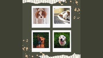 Pulsating Backdrops for The Sweetest Canine