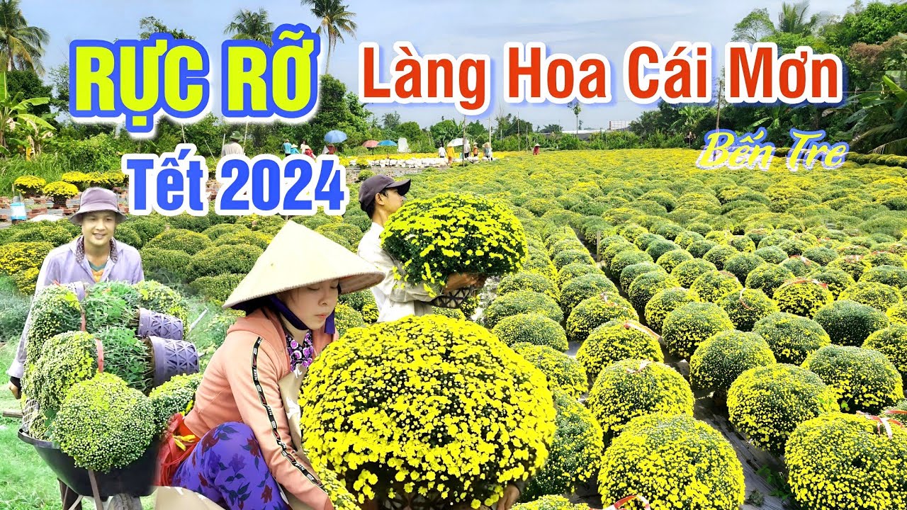 RỰC RỠ LÀNG HOA CÁI MƠN TẾT 2024, CHỢ LÁCH BẾN TRE - XUẤT HÀNG CÚC  MÂM XÔI CHÀO XUÂN GIÁP THÌN
