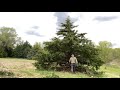 Tree trimming time lapse