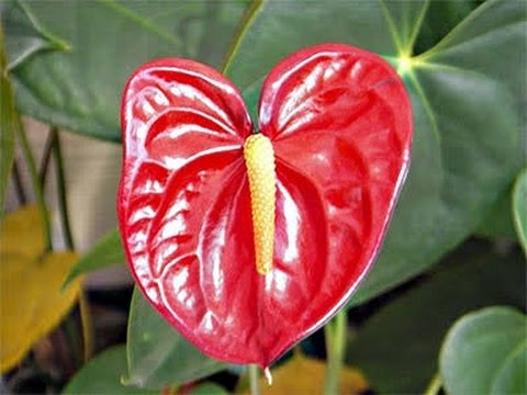 वीडियो: Spathiphyllum और एंथुरियम: महिलाओं और पुरुषों के लिए खुशी