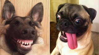 Funny Dogs You Can't Watch Without Laughing ? (CUTE) - Funny Pets 2021 #funny #pets #2021