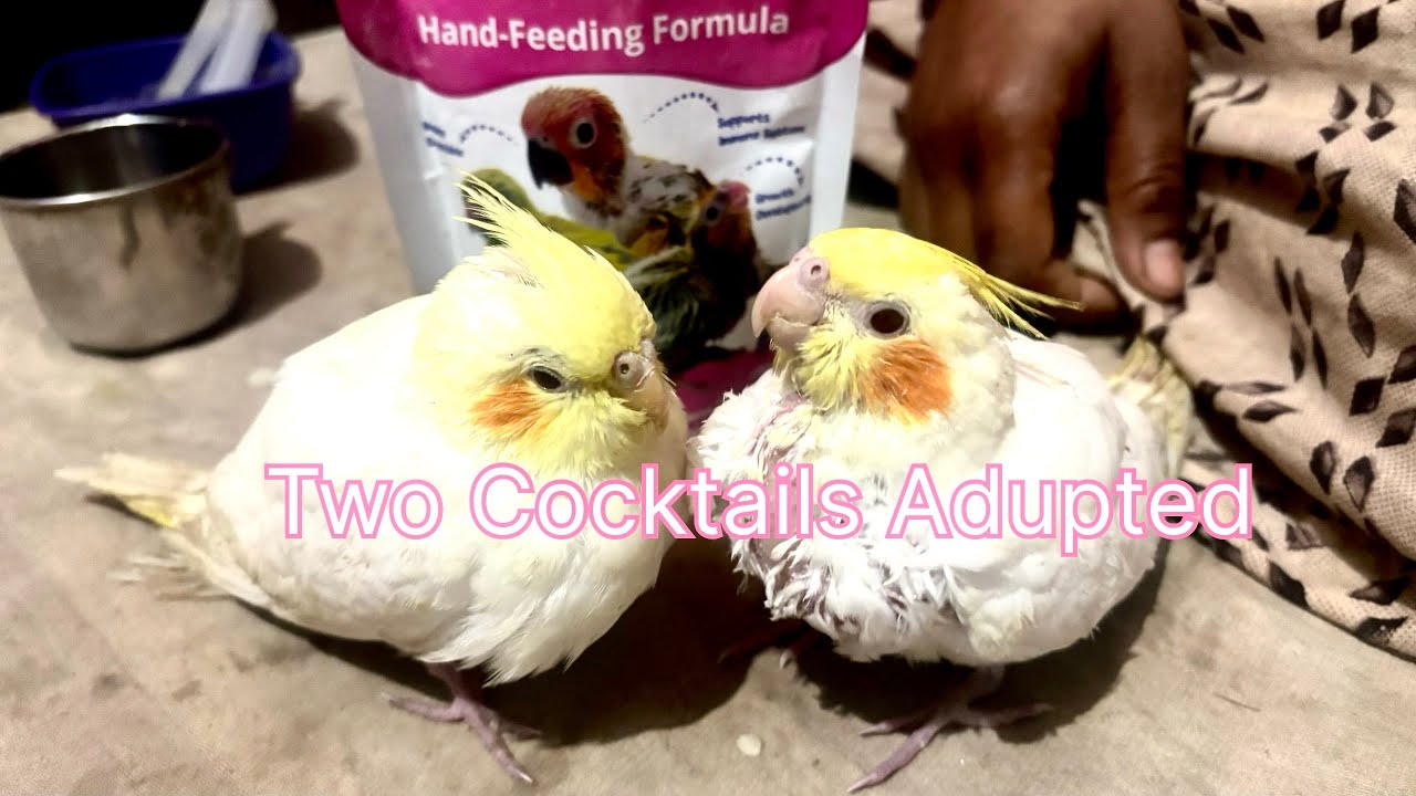 Two Cocktail Baby Birds 🐦 Adupted By Me ❤️ 