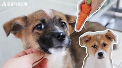 동물자유연대 - YouTube 동물자유연대 - Youtube