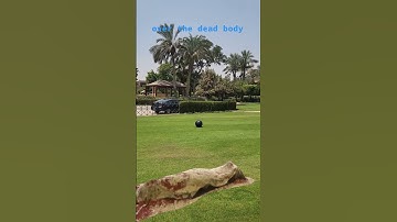 Over the Dead body#blender #3danimation #aftereffects #ae #vfx