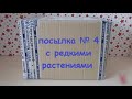 распаковка посылки № 4 с редкими растениями | комнатные растения почтой | пополнение коллекции