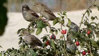 Воробей домовой (Passer domesticus) Воробей домовой (Passer domesticus)