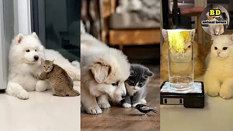 Video 9609531: funny dog cat talking, cat funny animal talking, funny cute cats talking, cats lover animals dogs