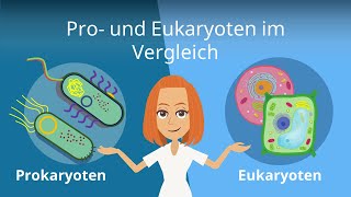 Prokaryoten und Eukaryoten im Vergleich | Studyflix