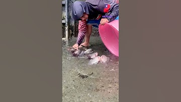 Cá Lớn - úp Cá Rô Phi mắc cạn 😱 #khacthuyvlogg