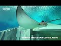 SeaWorld Abu Dhabi | Inside the World’s Largest Marine Life Theme Park