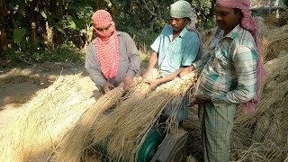 RICE🌾/PADDY HARVESTING BY MACHINE IN INDIA( RICE REMOVING/EXPANDING PROCEDURE BY MACHINE).