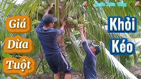 Mưa bão càng nhiều giá dừa tuột chưa có hồi kết .#quocduavlog