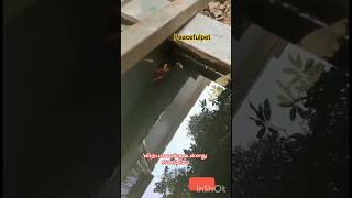 Guppy 💕 Low price Guppies 💰 Peacefulpet 📱 9514506301#fish #trending #guppy #aquarium #fishing #trend