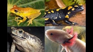 Животные (Часть 89) - Класс Земноводные (Амфибии) Животные (Часть 89) - Класс Земноводные (Амфибии)