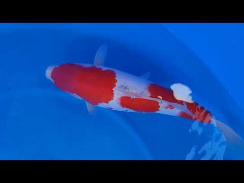 GK-3016 - Sanke - Momotaro